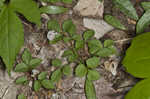 Dwarf ginseng